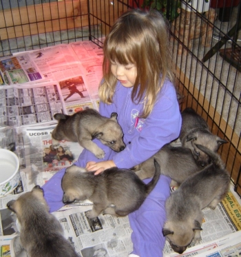 anna pups feb 6